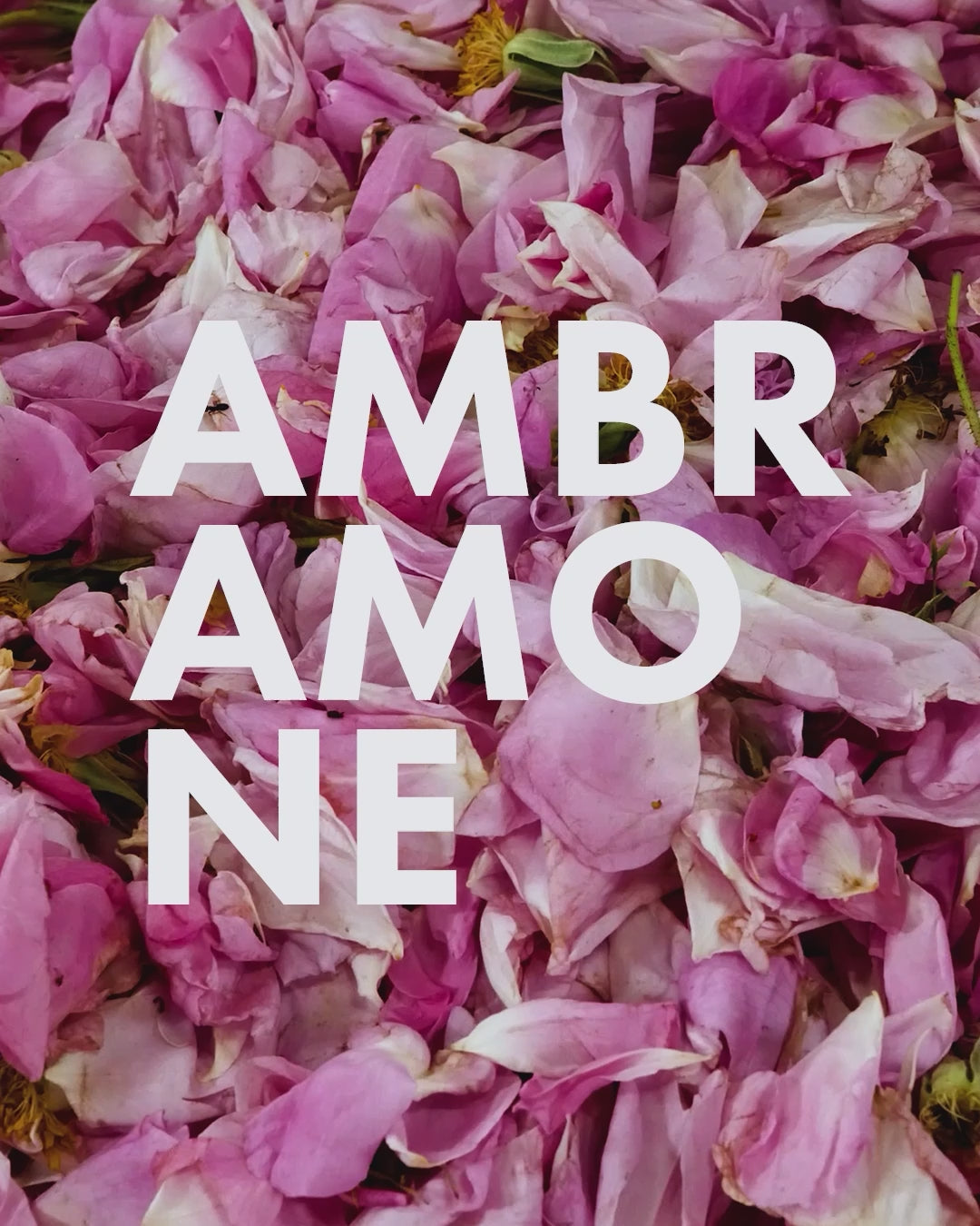 GAMINE Solid Parfum 1000g Disobedient Rose scent notes video — a rose that submits only to take control